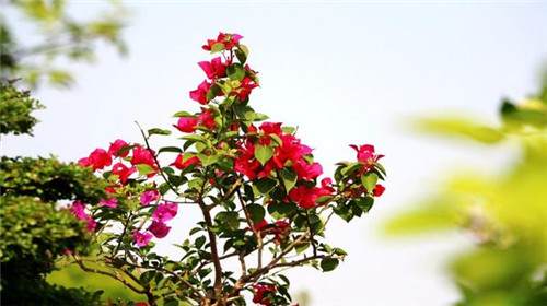 焦作:“园林杯”第四届盆景展市民络绎不绝