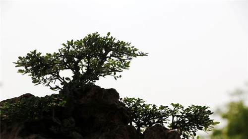 焦作第四届盆景展市民络绎不绝多图