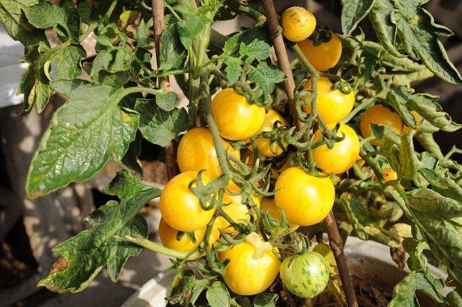 盆景西红柿惊艳亮相 营养美观成新宠