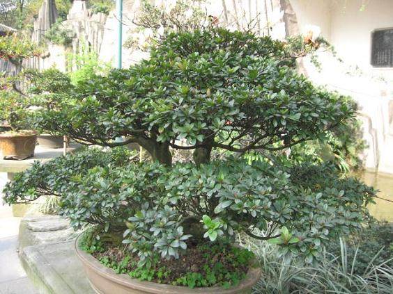 南山盆景“父子兵”:盆景是时间雕琢的艺术