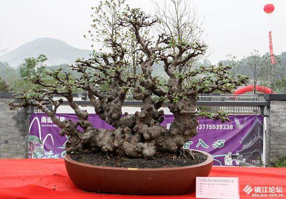 南山植物园邀市民赏盆景