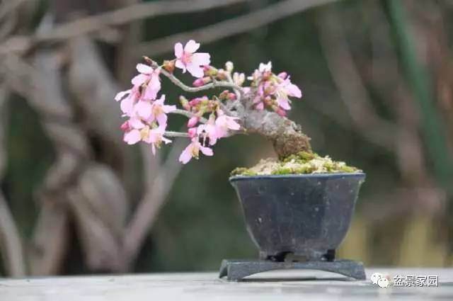 盆景采用嫁接造型的基本方法【多图】