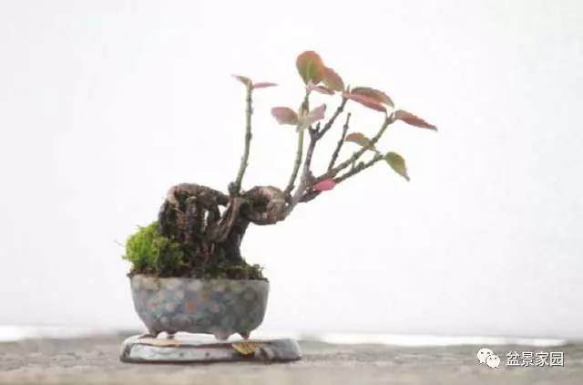 盆景采用嫁接造型的基本方法【多图】