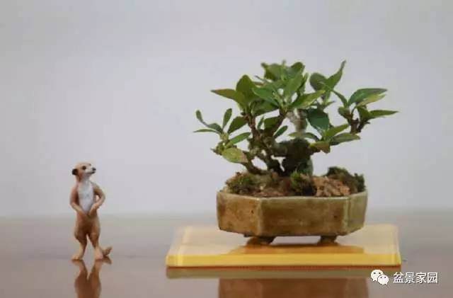 盆景采用嫁接造型的基本方法【多图】