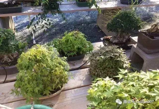 盆景干枯急救法【多图】