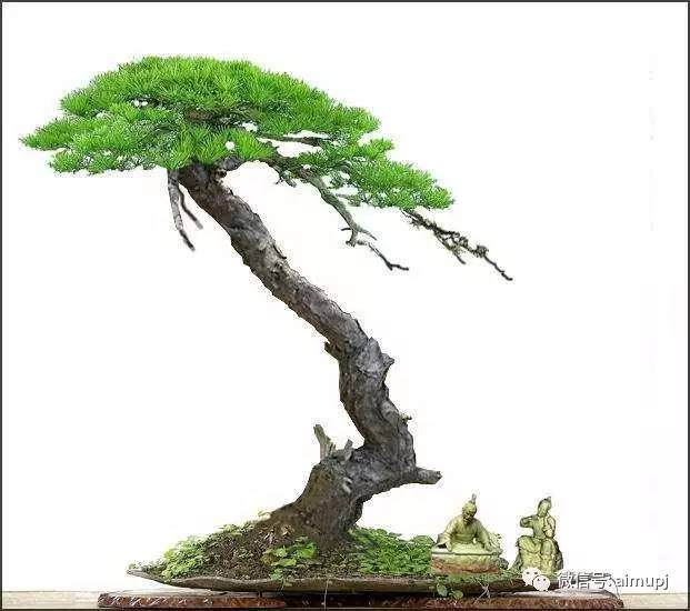 山松盆景的5个方法【多图】