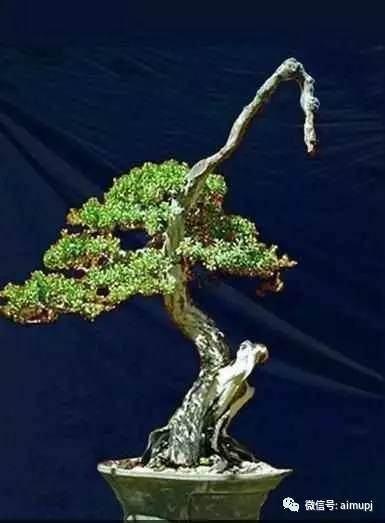 山松盆景的5个方法【多图】