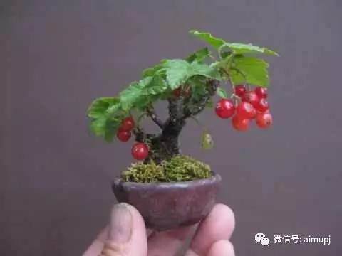 想养好花木盆景 这7点土壤知识 你必须懂