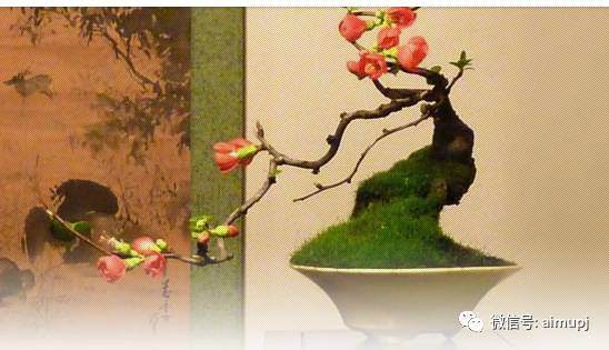 想养好花木盆景 这7点土壤知识 你必须懂