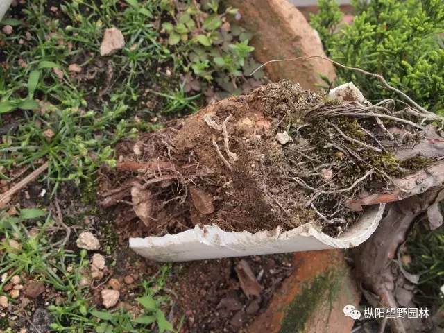 自培榆树小盆景根部造型浅说【多图】