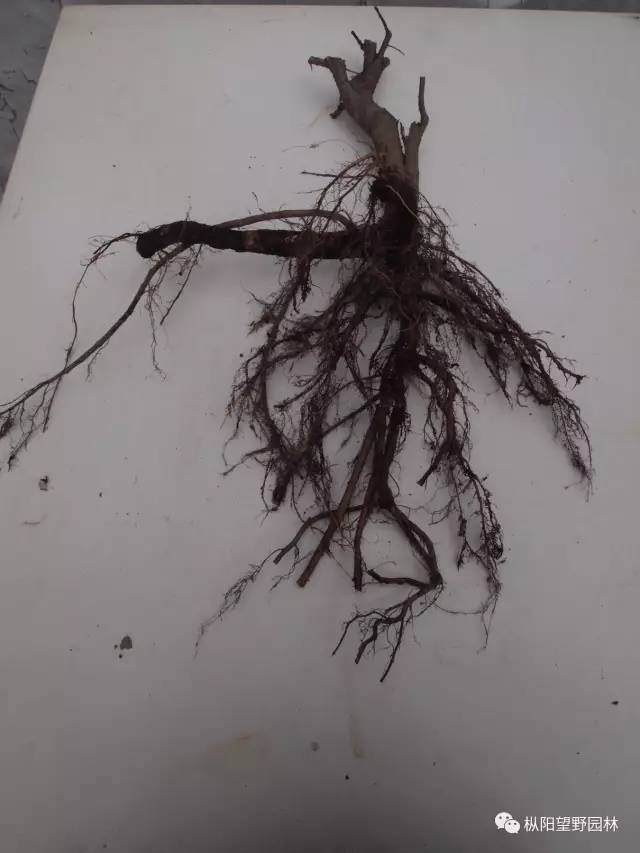 图解 自培榆树小盆景根部造型设计