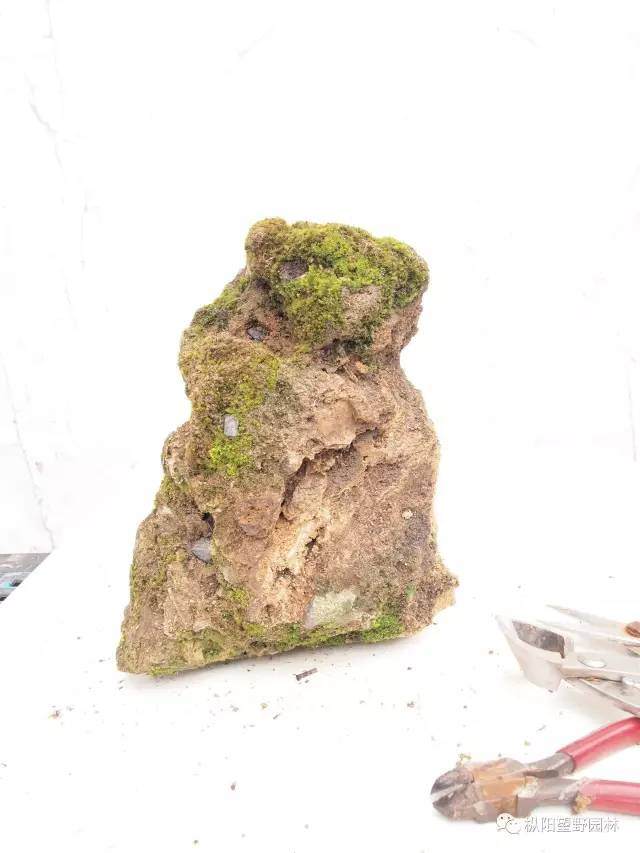 图解 自培榆树小盆景根部造型设计