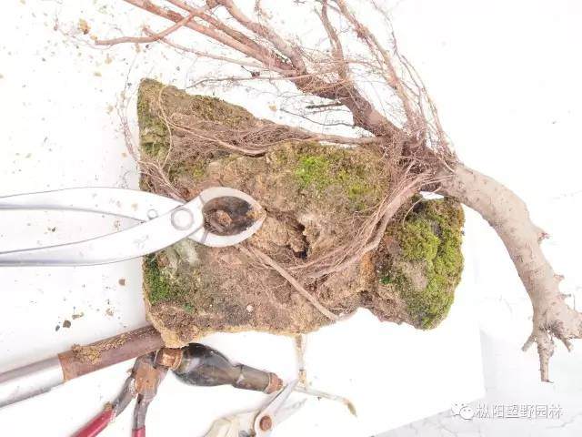图解 自培榆树小盆景根部造型设计