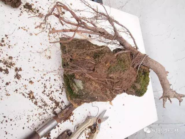 图解 自培榆树小盆景根部造型设计