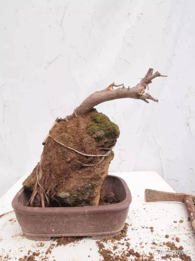 图解 自培榆树小盆景根部造型设计