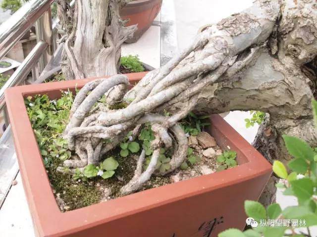 图解 自培榆树小盆景根部造型设计