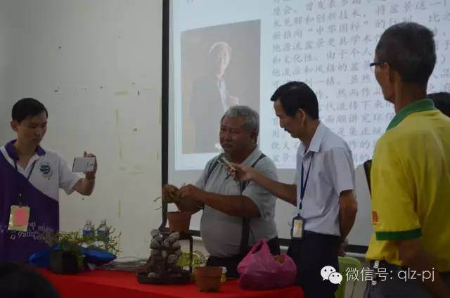 完整的青龙庄盆景