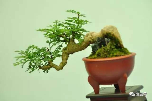 我是这样来制作微型盆景的