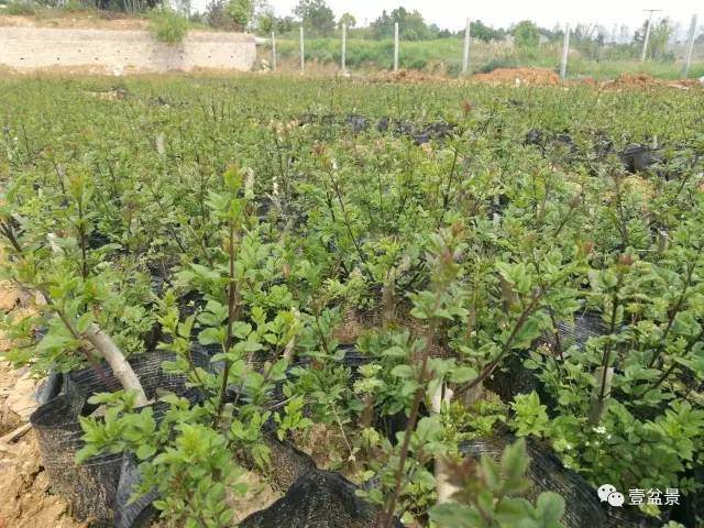 我是怎么制作微型盆景的发芽上盆 图片