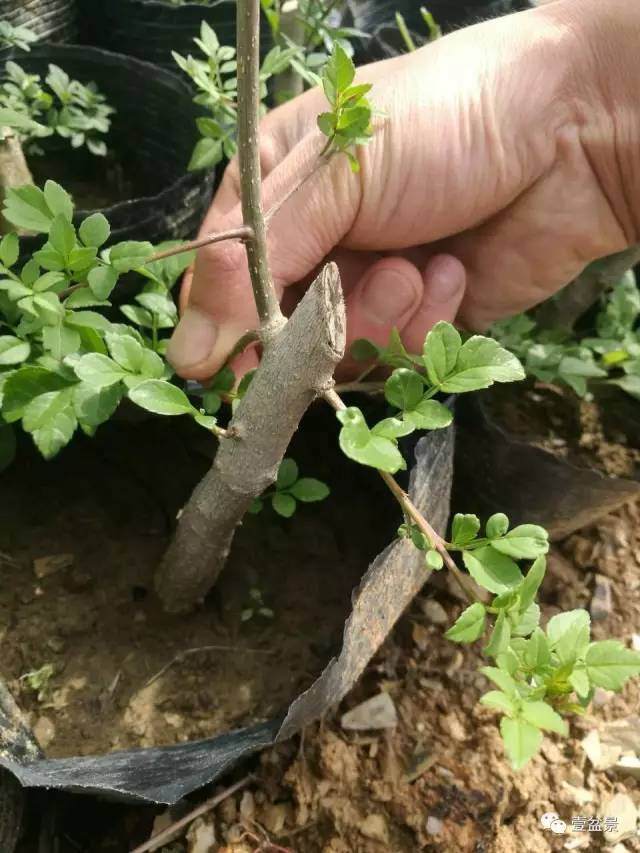 我是怎么制作微型盆景的发芽上盆 图片