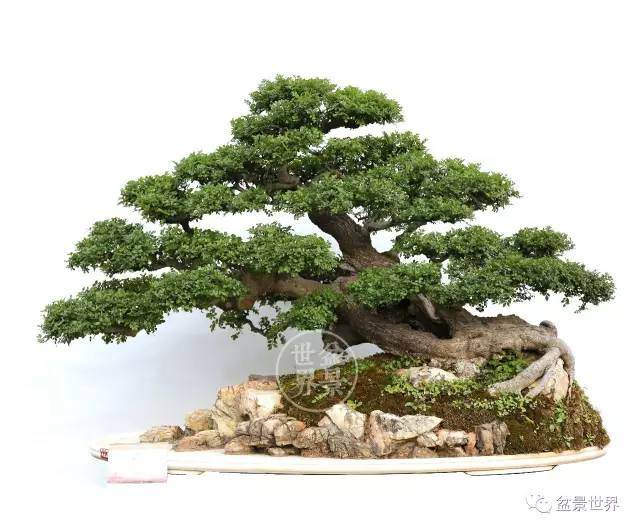 2017年昆明世博杯中国盆景精品邀请展多图