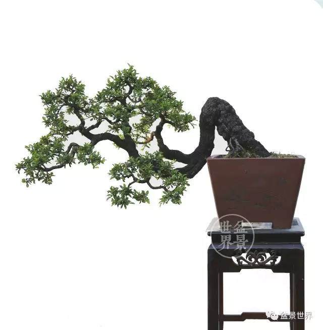 2017年昆明世博杯中国盆景精品邀请展多图