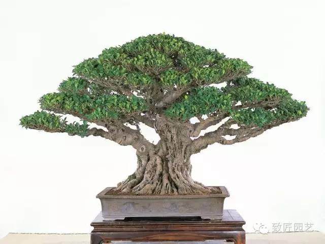 盆景该如何选材的5个方法