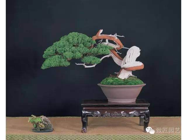 盆景该如何选材的5个方法