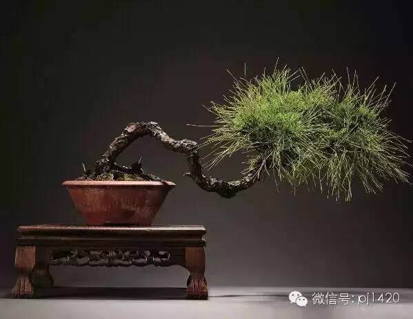 盆景的艺术特点，你都知道吗？【多图】