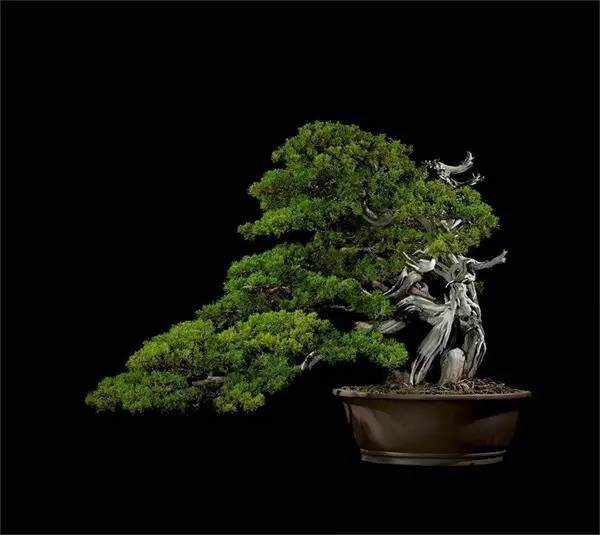 盆景的艺术特点 你都知道吗 图片