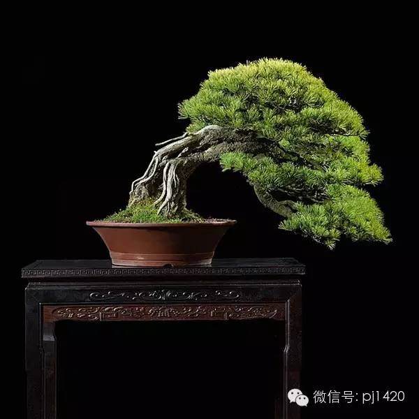 盆景的艺术特点 你都知道吗 图片