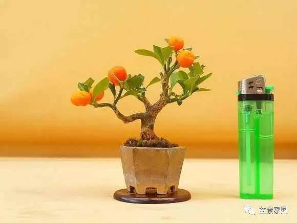 盆景修枝、摘芽、摘心、摘叶的方法【多图】