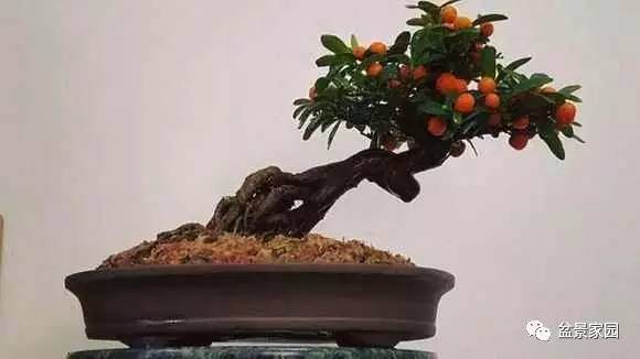 盆景怎么发芽修枝 摘芽 摘心 摘叶的方法 图片