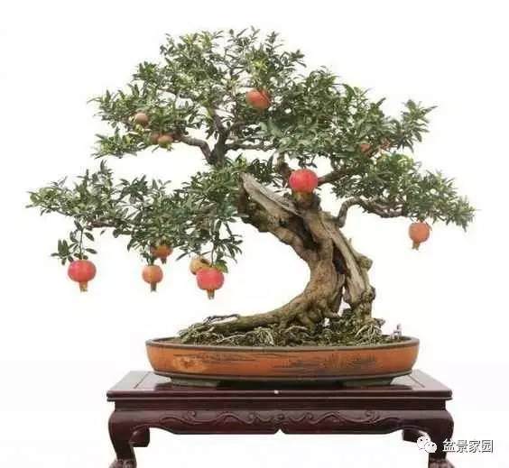 盆景怎么发芽修枝 摘芽 摘心 摘叶的方法 图片