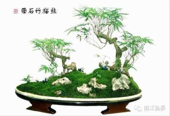 盆景的构景技巧【图】