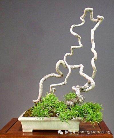 制作盆景之前 首先必须经过周详设计
