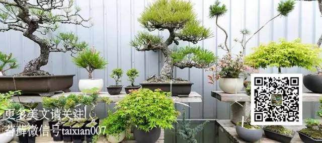 宜兴紫砂盆景盆的浅析【多图】