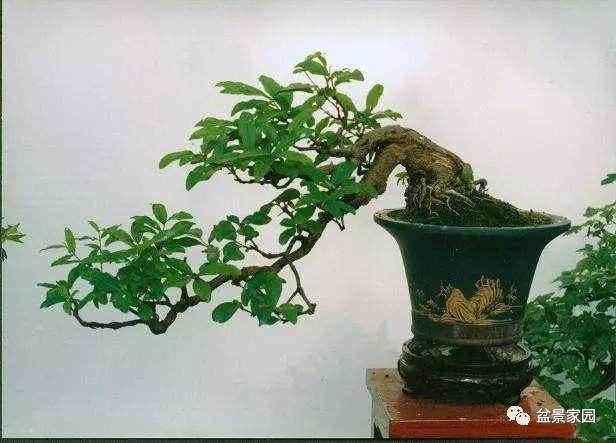 懂得盆景的藏和露,让你学会把握盆景的节奏!【图】