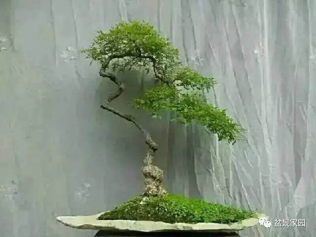 怎么学会盆景制作的藏和露 图片