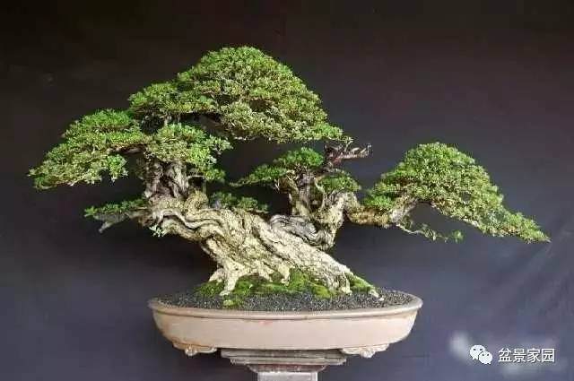 怎么学会盆景制作的藏和露 图片