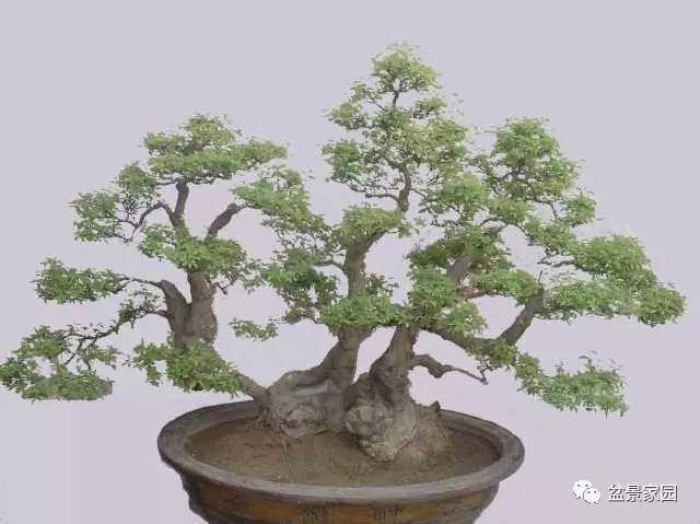 这十种常见的花木嫁接技巧你应该懂【图】