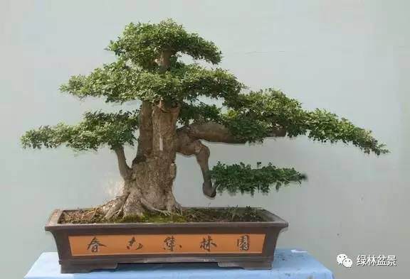 对节白蜡盆景的选材和培植