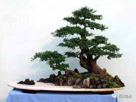 对节白蜡盆景怎么局部培植的3个方法