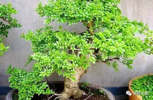 对节白蜡盆景施什么肥？【多图】