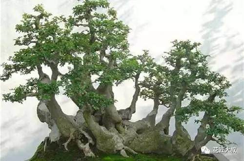 对节白蜡盆景怎么施肥的2个方法 图片