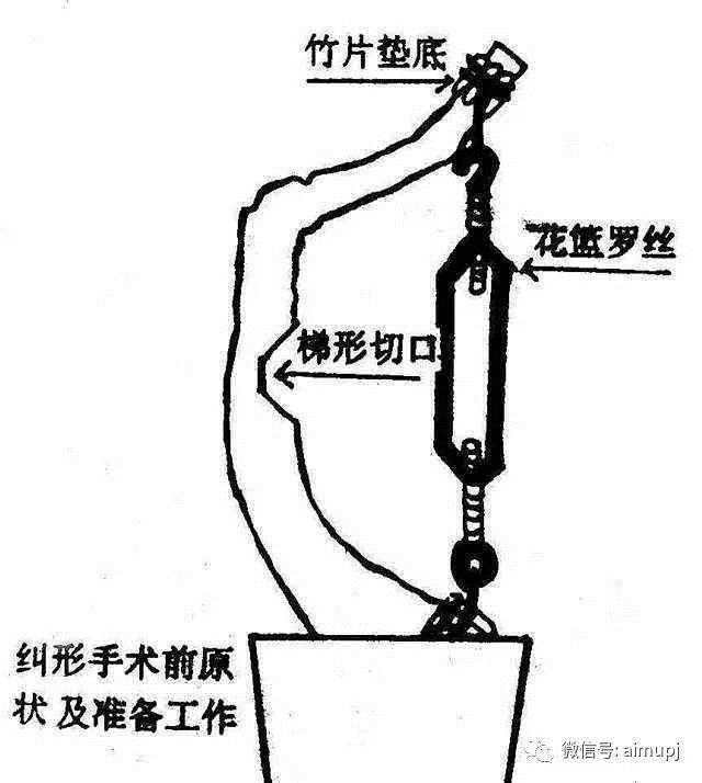 强悍的山松拿弯技术，给你的松树盆景来个高级整容术