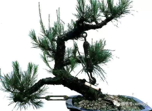 图解 松树盆景怎么拿弯的技术