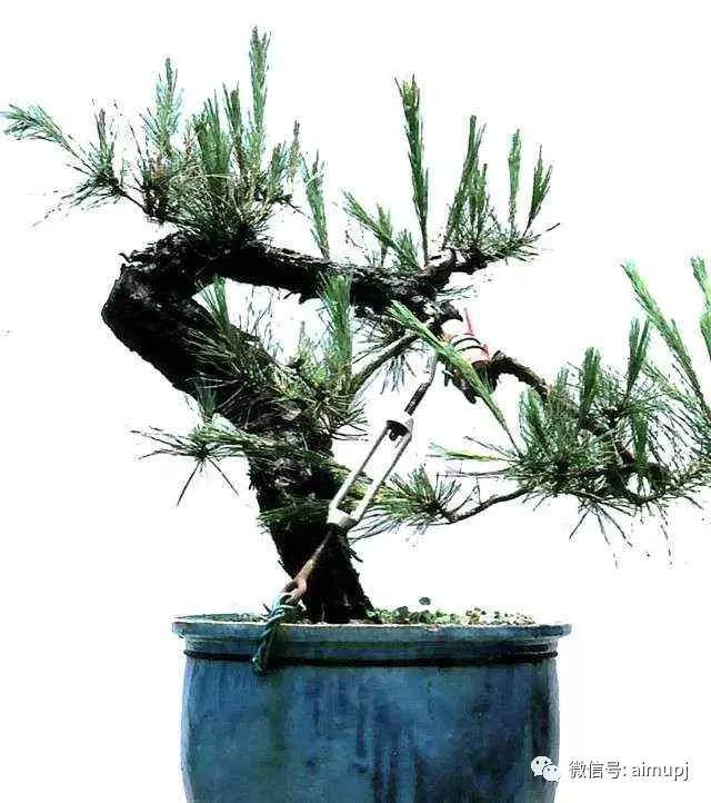 图解 松树盆景怎么拿弯的技术