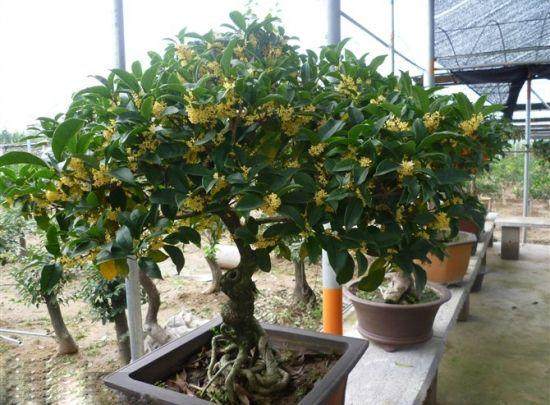 盆栽桂花的冬季养护