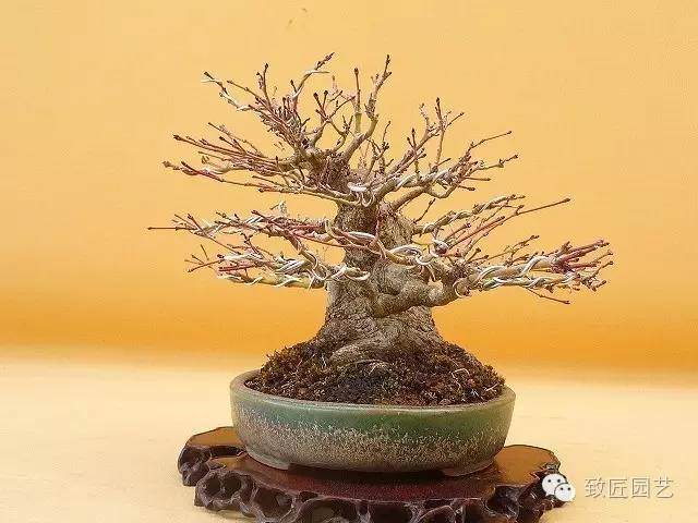盆景造型中枝的空间分布